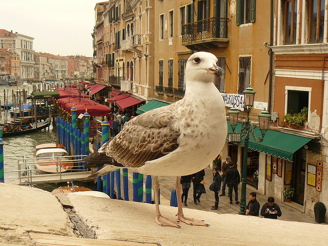 38 a Canal grande sirállyal