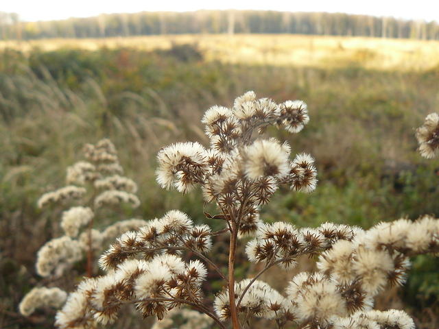 P1130810